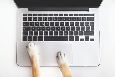 This Staff Member Is the Top Dog