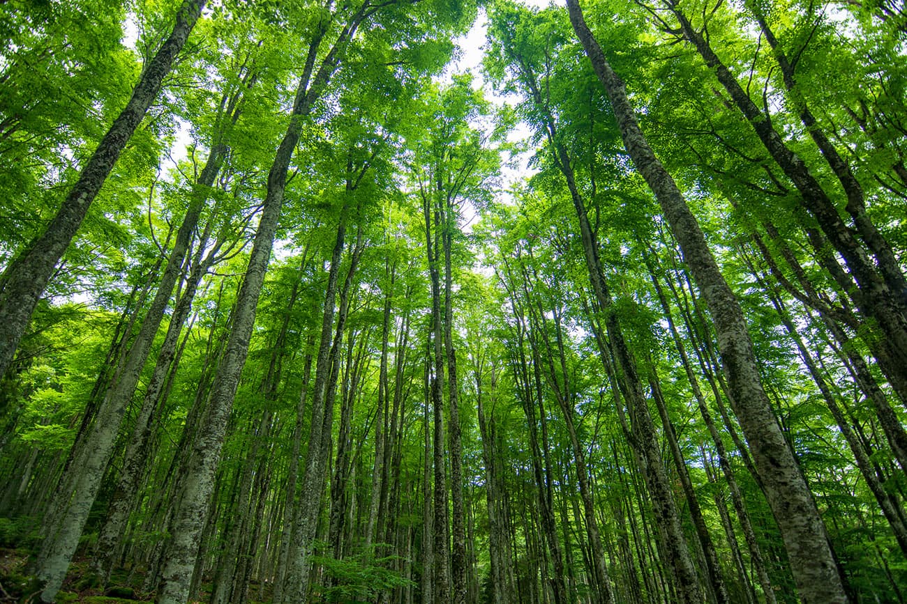 Sustainability Resources for MLSs