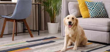 Mortgage Rates, Still Low, Bring Rising Sales