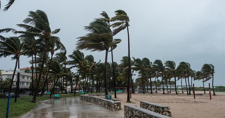 Palm trees on a boardwalk in a hurricane Palm trees on a boardwalk in a hurricane
