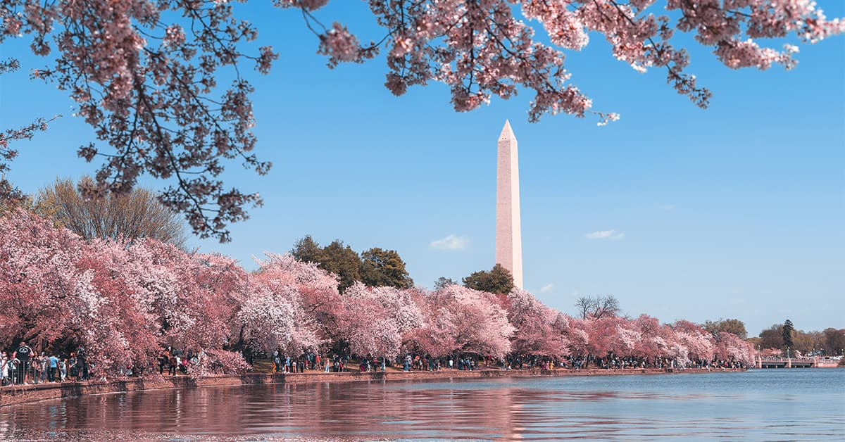 Cherry blossoms around the tidal basin and the Washington Monument in Washington, DC Cherry blossoms around the tidal basin and the Washington Monument in Washington, DC