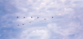 Geese in flight, in V formation