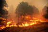 Forest fire in Sonoma County, California, USA