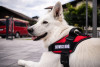 dog with white fur wearing service dog red harness