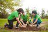 Three volunteers plant a tree sapling