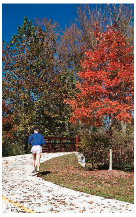 Jogger and autumn trees